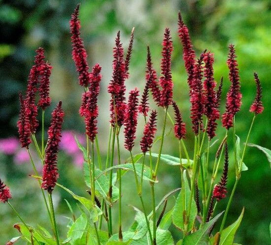 Persicaria amplexicaulis Blackfield- svečveida sūrene